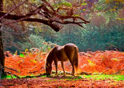 A day in the New Forest: Wednesday 18th September